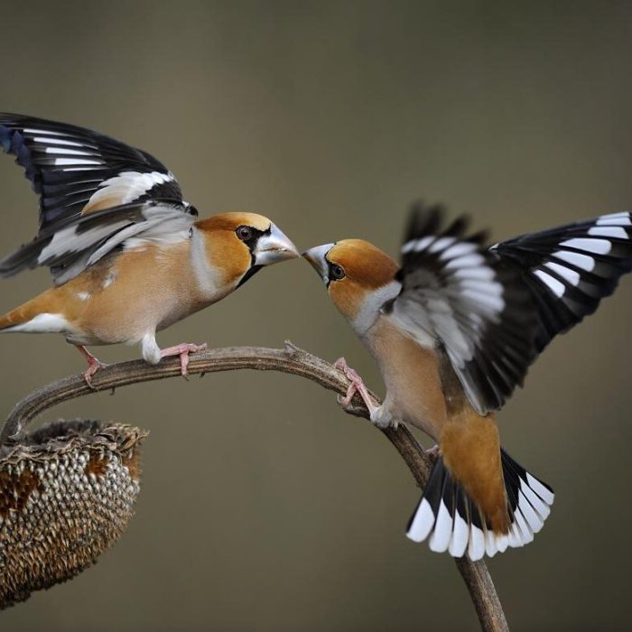 kernbeisser_shutterstock_167026310